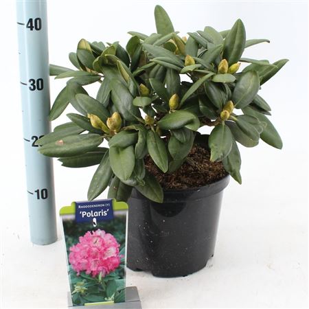 Rhodo (y) Polaris
