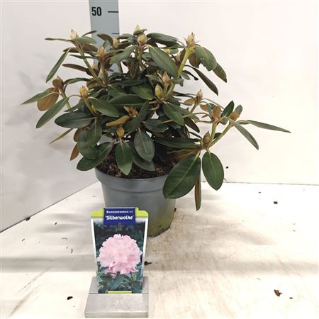 Rhododendron Silberwolke