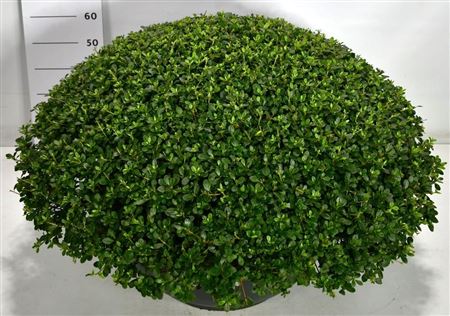 Rhododendron (aj) Amoenum