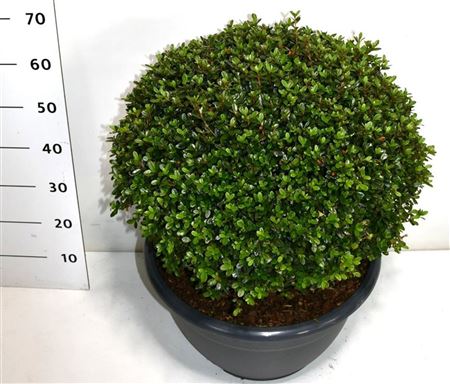 Rhododendron (aj) Amoenum