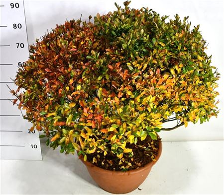 Rhododendron (aj) Blaauw's Pink