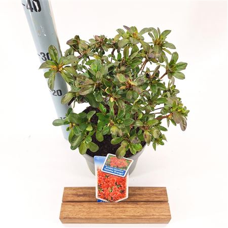 Rhododendron (aj) Geisha Orange