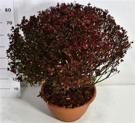 Rhododendron (aj) Stewartstonian