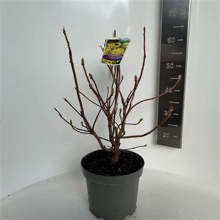 Родо (ак) Аннеке