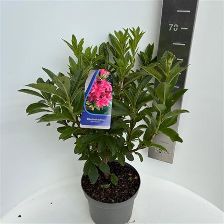 Rhodo (ak) Jolie Madame