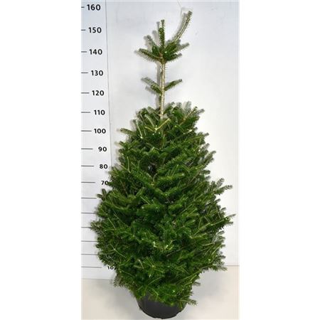 Abies Koreana