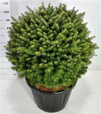 Abies Koreana