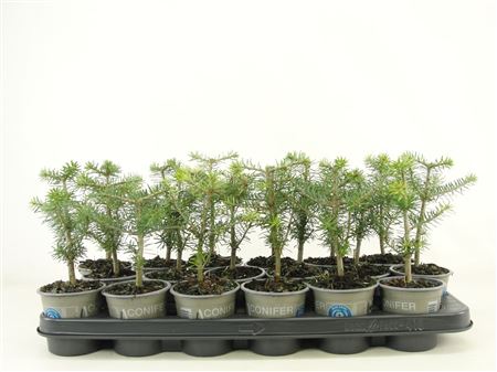Abies Koreana