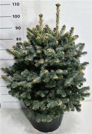 Abies Lasiocarpa Compacta