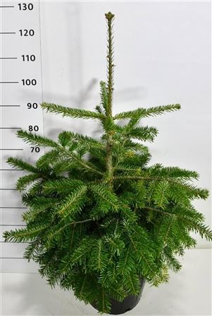 Abies Nordmanniana