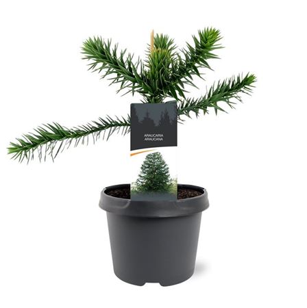 Araucaria Araucana