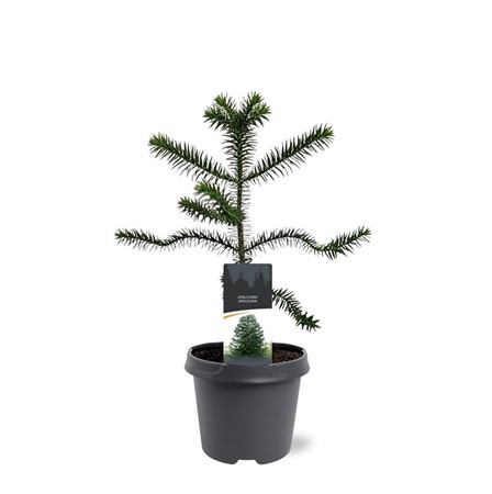 Araucaria Araucana