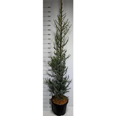 Cedrus Lib Glauca