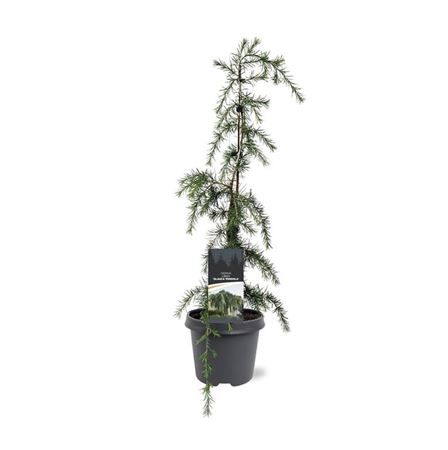 Cedrus Lib Glauca Pendula