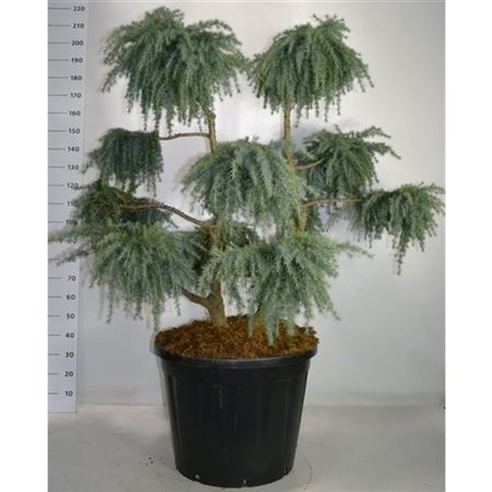 Cedrus Deod Feelin' Blue