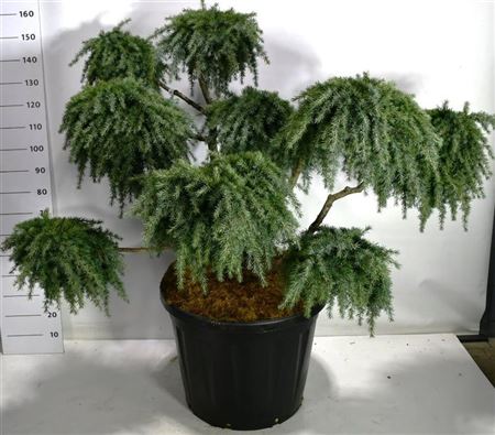 Cedrus Deod Feelin' Blue