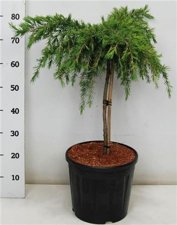 Cedrus Deod Feelin' Blue On Stem