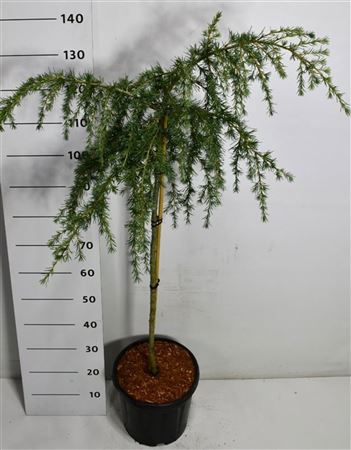Cedrus Deod Feelin' Blue On Stem