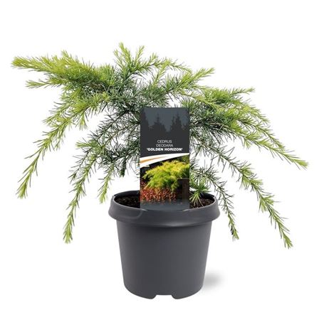 Cedrus Deo Golden Horizon