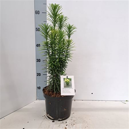 Cephalotaxus Harringtonii 'Korean Gold'