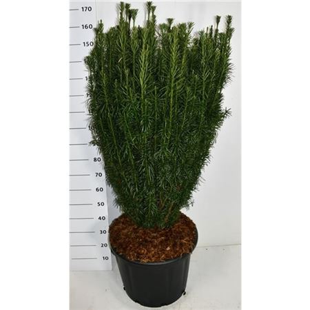 Cephalotaxus Harr Fastigiata