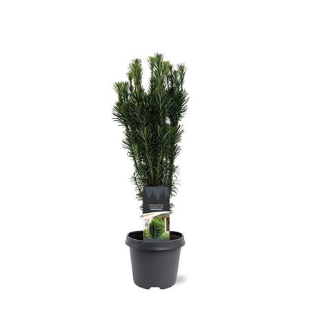 Cephalotaxus Harr Fastigiata