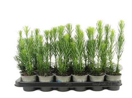 Cephalotaxus Harr Fastigiata