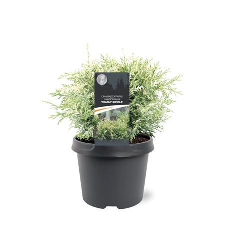 Chamaecyparis Laws Pearly Swirls