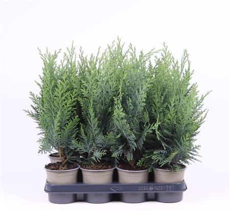 Chamaecyparis Laws Columnaris