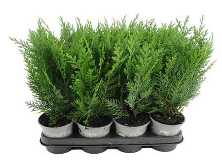 Chamaecyparis Laws Columnaris