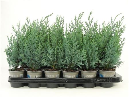 Chamaecyparis Laws Columnaris