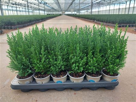 Chamaecyparis Laws Ellwoodii