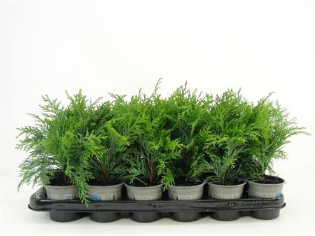 Chamaecyparis Laws Globosa