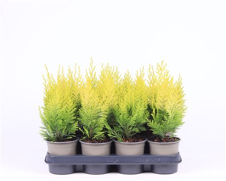 Chamaecyparis Laws Ivonne