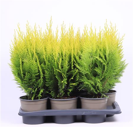 Chamaecyparis Laws Ivonne