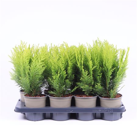 Chamaecyparis Laws Stardust