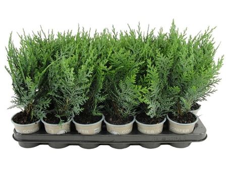 Chamaecyparis Laws Pelt's Blue