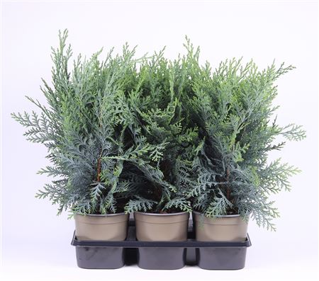 Chamaecyparis Lawsoniana Pelt's Blue
