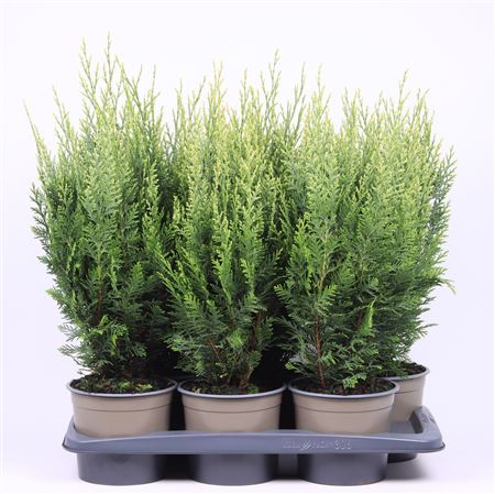 Chamaecyparis Laws White Spot