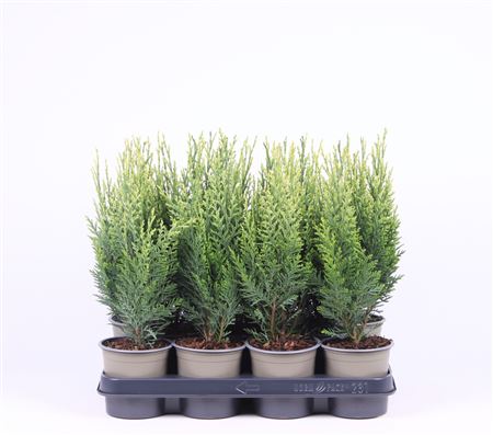 Chamaecyparis Laws White Spot