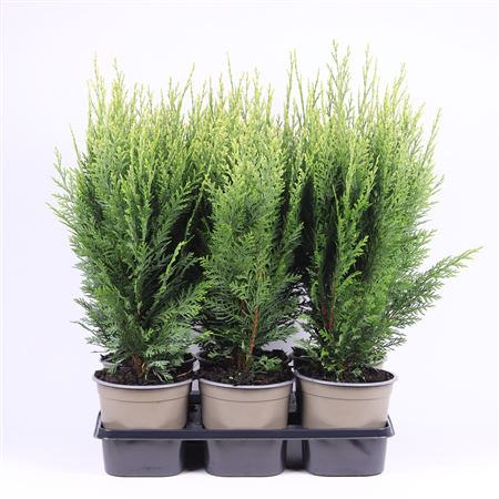 Chamaecyparis Lawsoniana White Spot