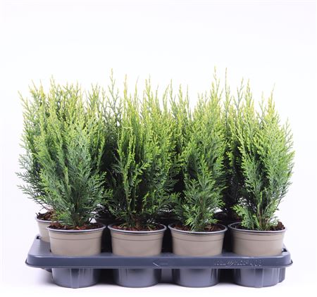 Chamaecyparis Laws White Spot