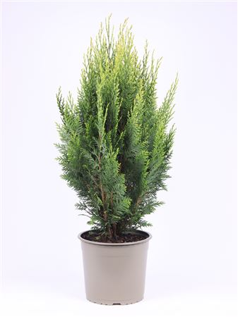 Chamaecyparis Laws White Spot