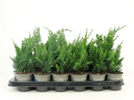 Chamaecyparis Laws Wisselii