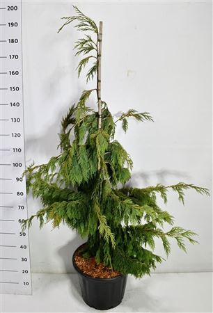 Chamaecyparis Noot Pendula