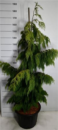Chamaecyparis Noot Pendula