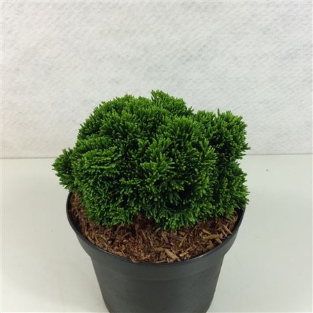 Chamaecyparis Obt Juniperoides