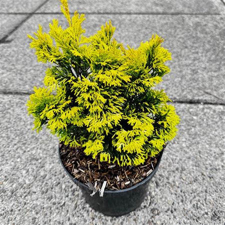 Chamaecyparis Obt Gold Post