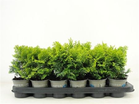 Chamaecyparis Obt Melody