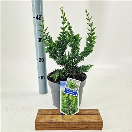 Chamaecyparis Obt Teddy Bear